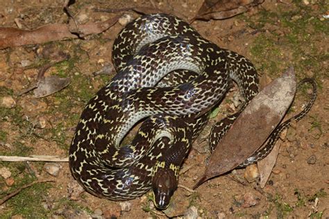 Common Wolf Snake (Snakes of the Philippines) · iNaturalist.